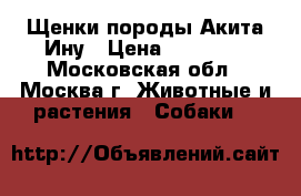 Щенки породы Акита-Ину › Цена ­ 60 000 - Московская обл., Москва г. Животные и растения » Собаки   